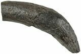 Fossil Primitive Whale (Zygorhiza?) Incisor - South Carolina #232272-1